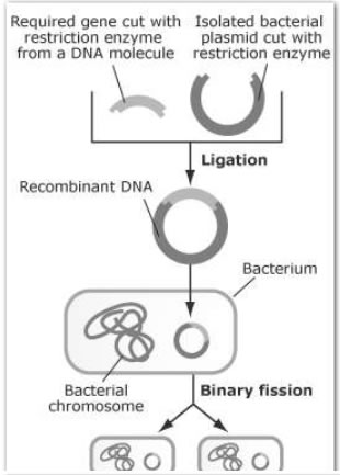 Steps in producing recombinant DNA